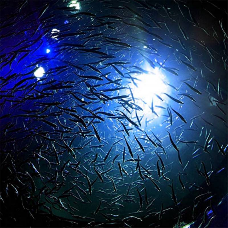 Mini lampa wędkarska świecąca  – Fishing Boat Navigation Light recenzja i cena